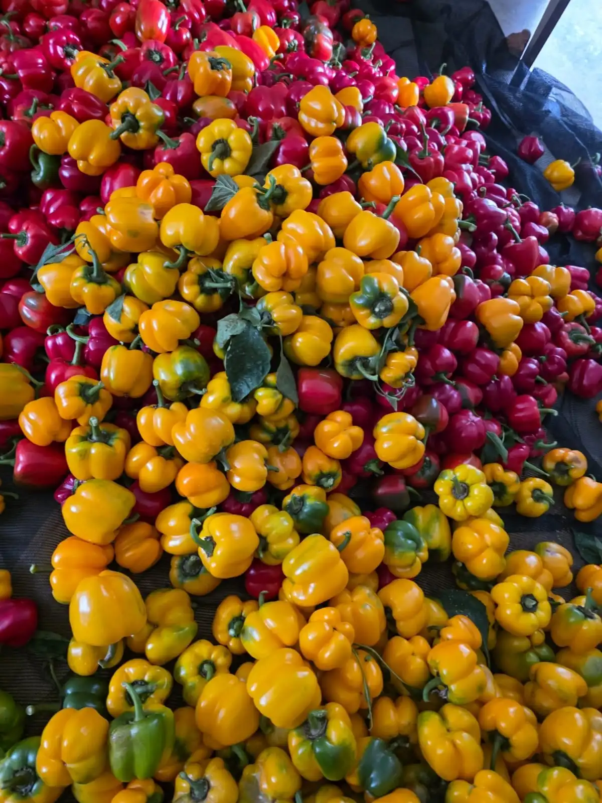 A pile of freshly harvested red and yellow capsicum.