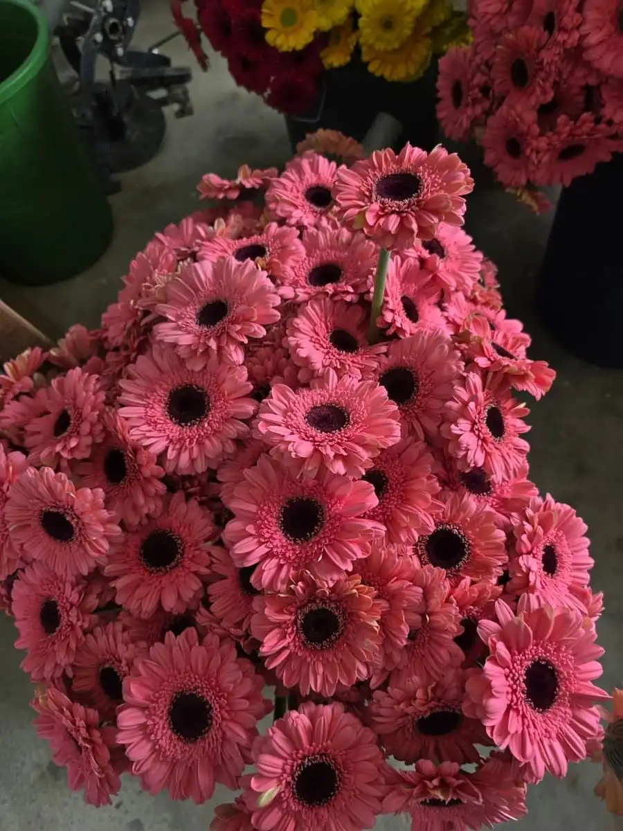A bunch of cut pink gerberas.