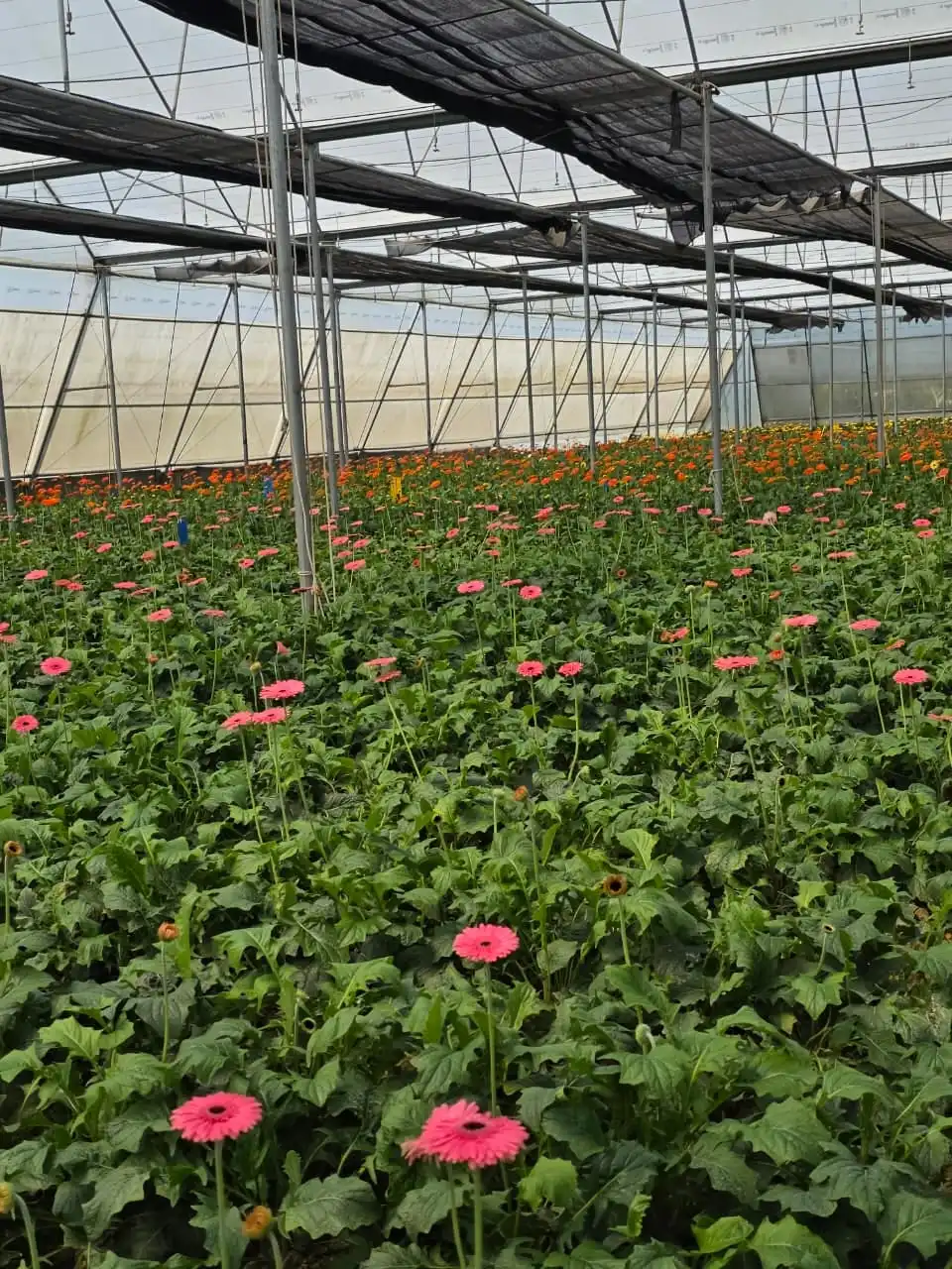 Pink and orange gerberas covering the beds of a large polyhouse.
