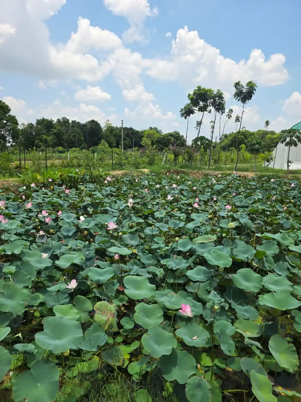 A large pond covered with lotus leaves and pink blooms.
