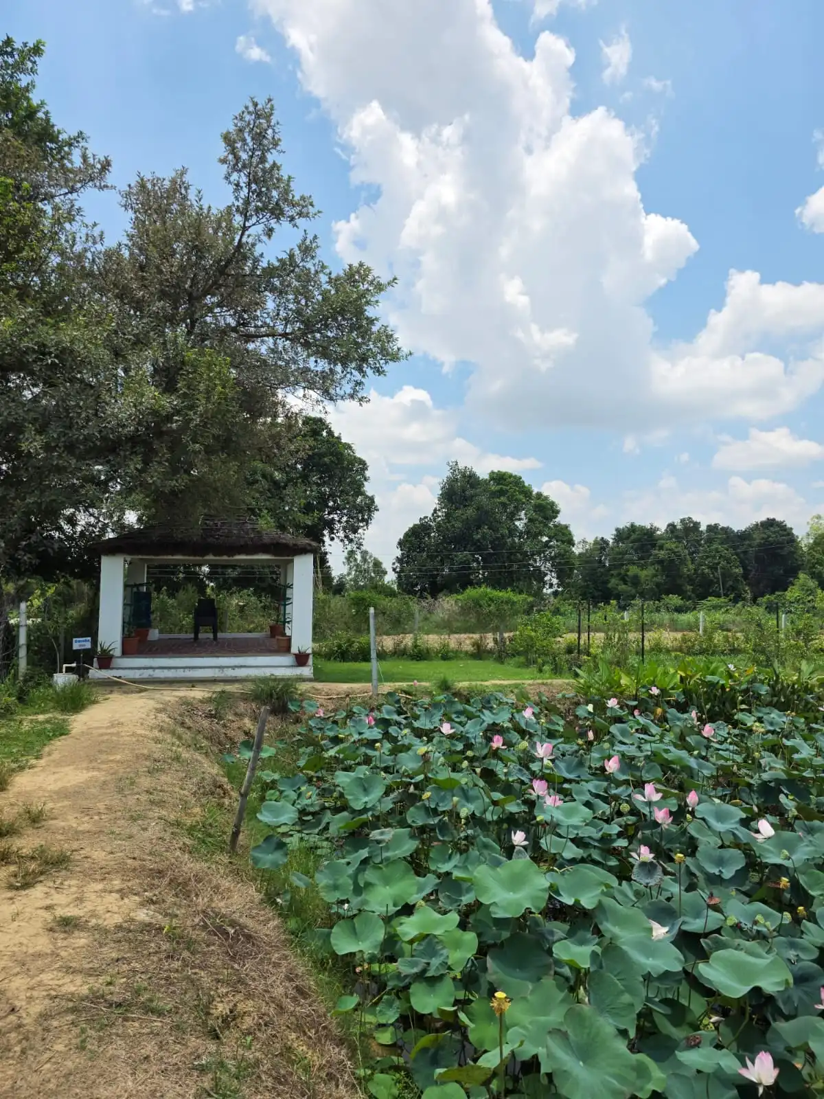 A lotus pond beside a path leading to a white garden pavilion.