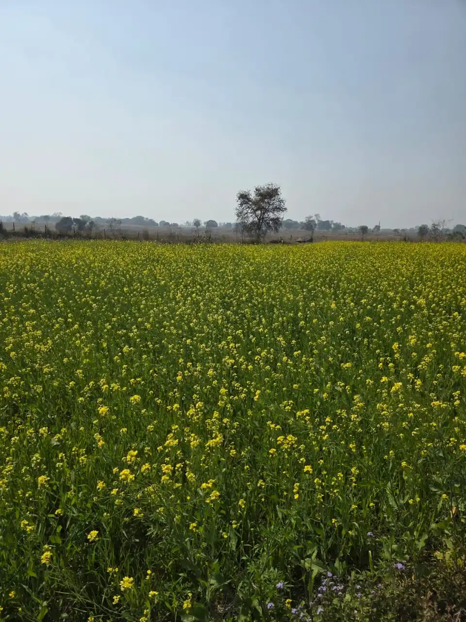 A field of yellow mustard flowers stretching to a lone tree.