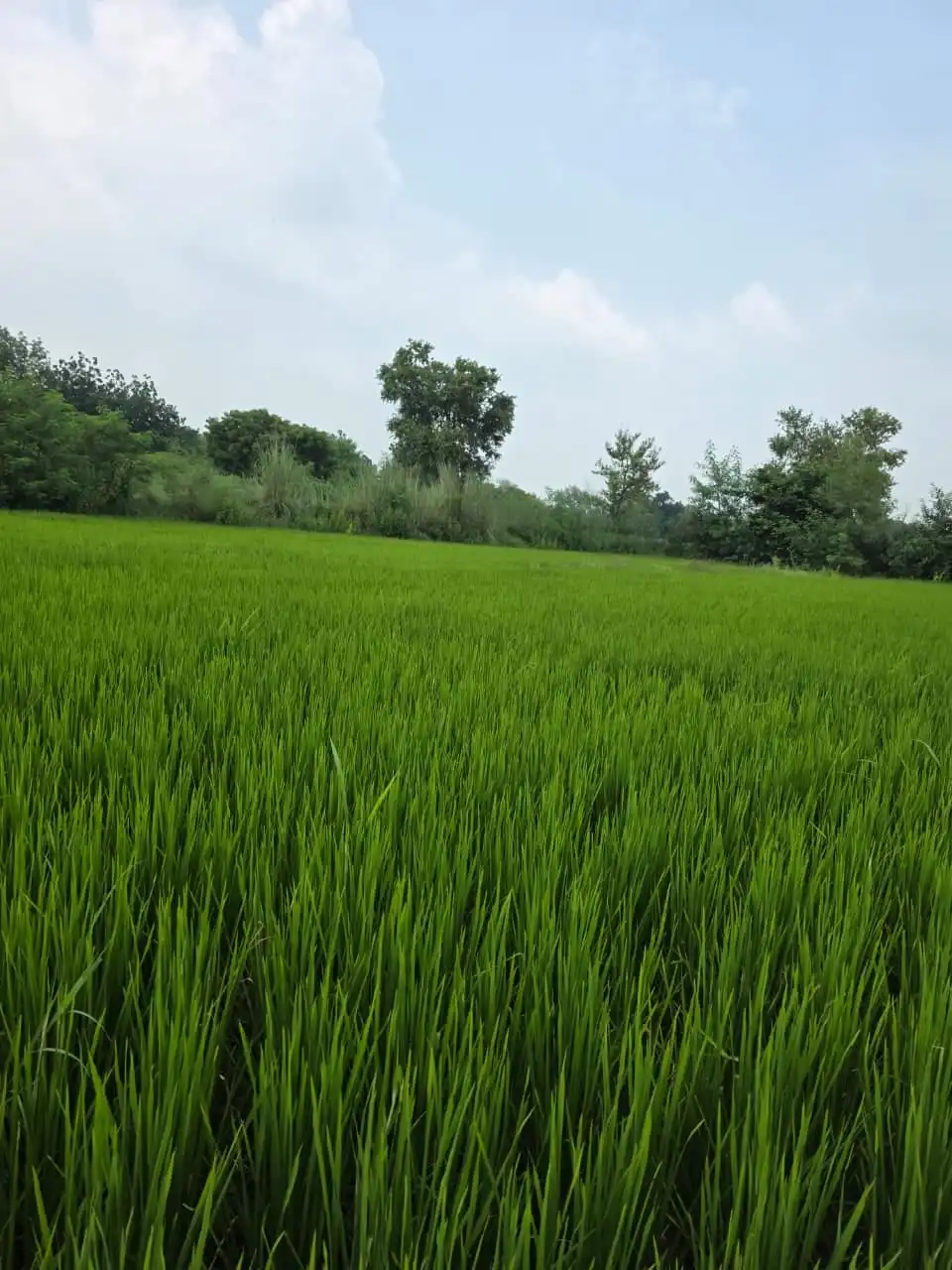 A lush green paddy field stretching to trees under a cloudy sky.