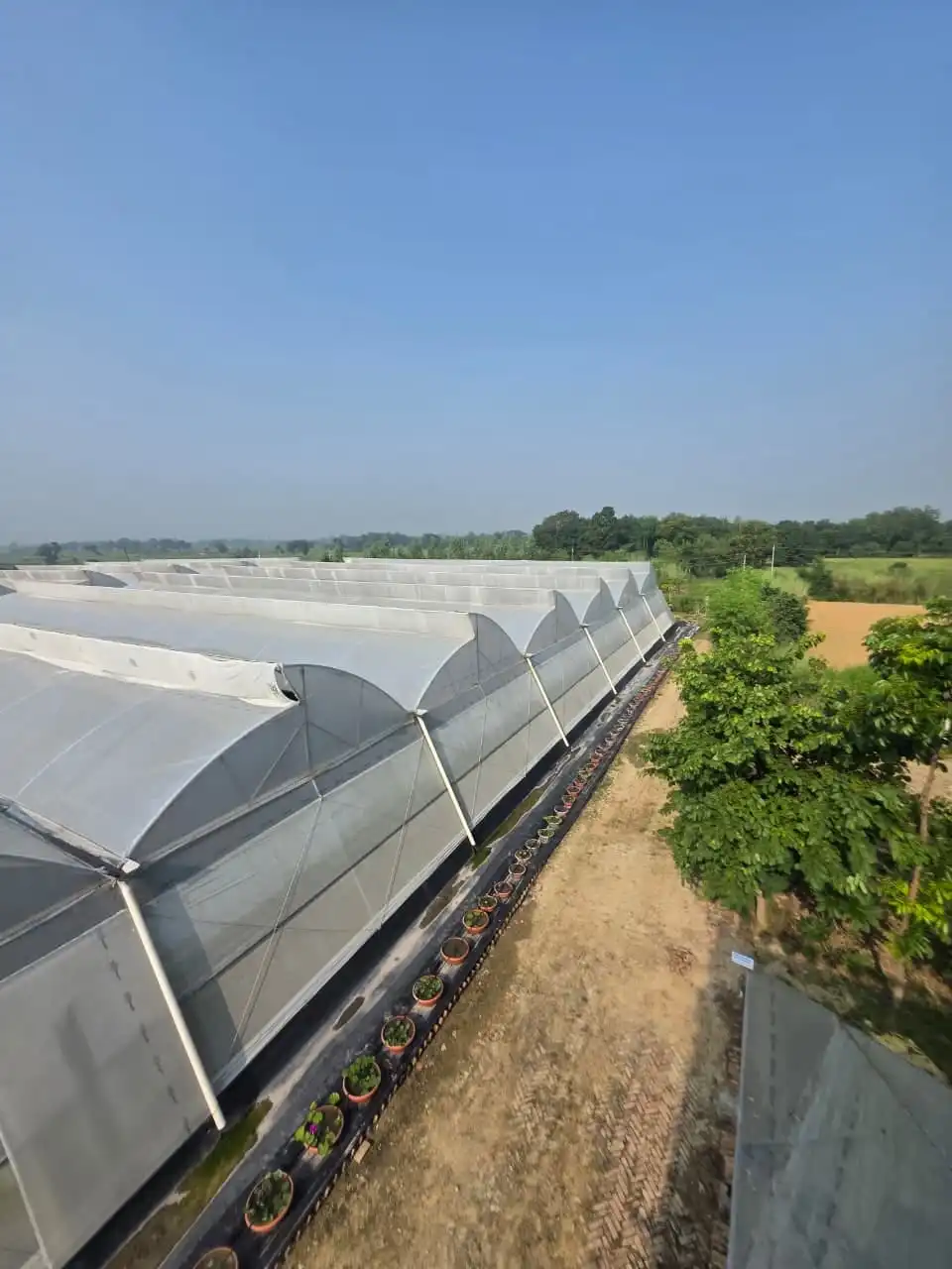 A long row of polyhouses stretching towards fields under a blue sky.