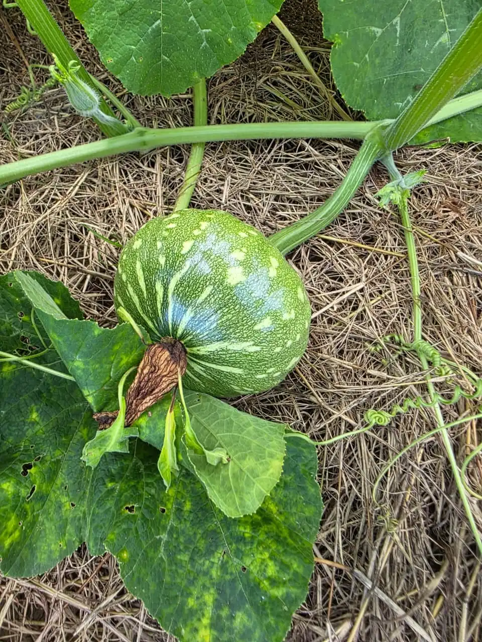 A young striped pumpkin growing on the vine over straw mulch.