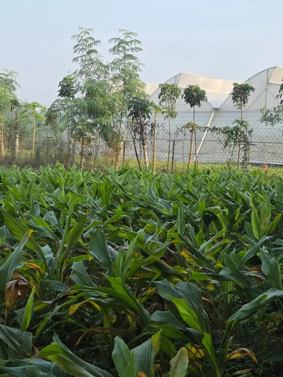 A dense turmeric crop, with young trees and a polyhouse behind.