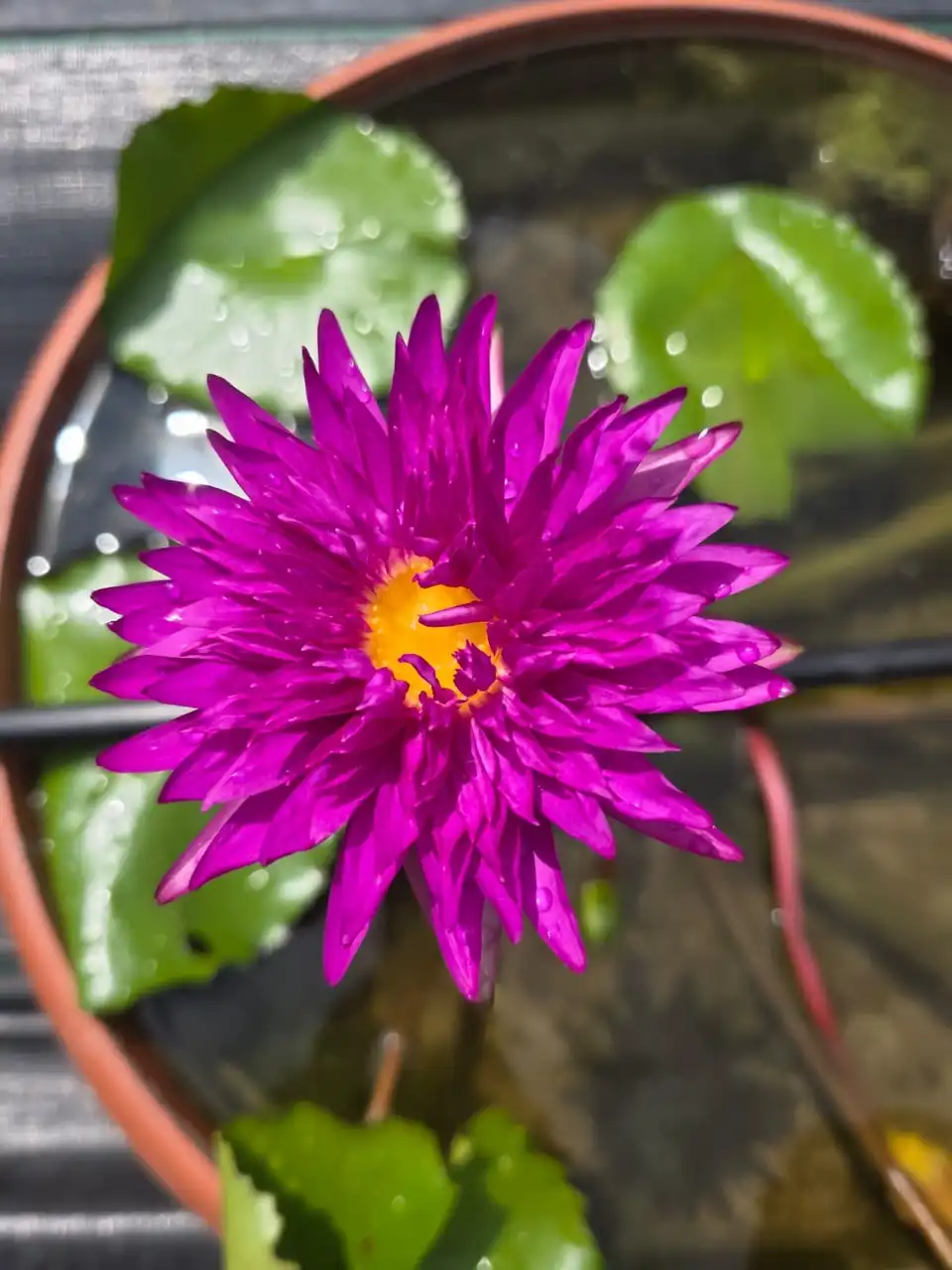 A magenta water lily with a yellow centre in a water-filled pot.